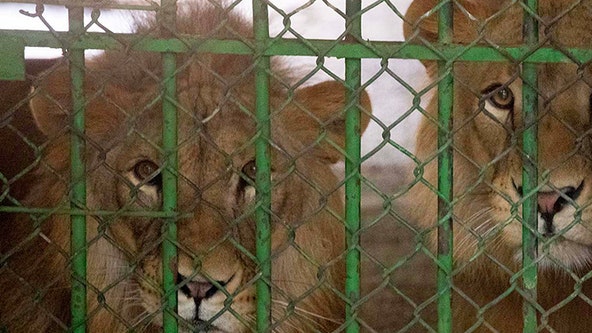 ‘Dumped pet lions’ rescued, start new life in Africa