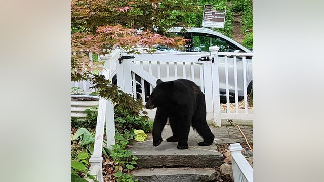 Black bear spotted in DC neighborhood – again!