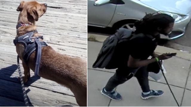 'Bruno' 10-month-old German Shepard and Pitbull mix stolen in Northeast DC