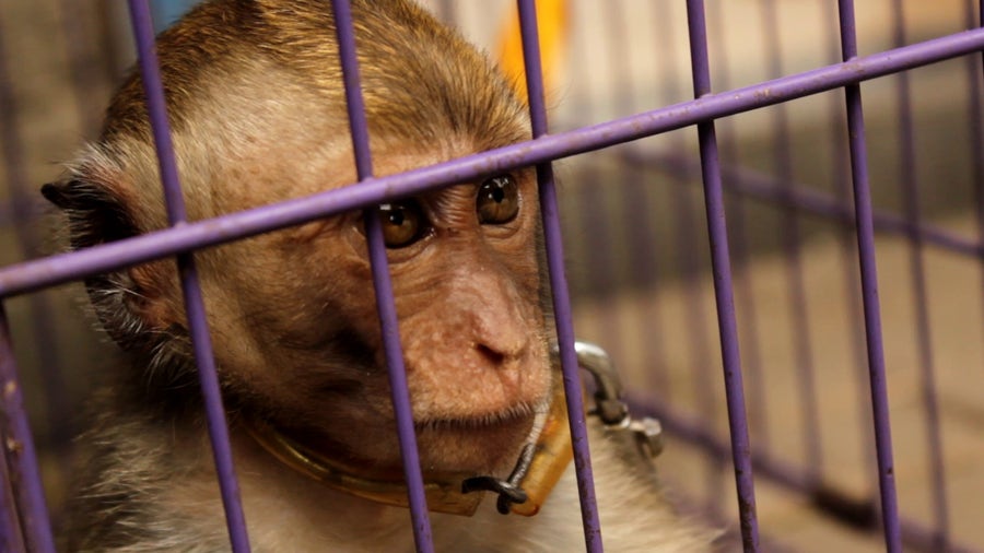 Virginia man pleads guilty to producing and distributing disturbing monkey torture videos