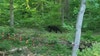 Bear sightings continue in northern Virginia