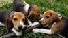 Virginia company that bred beagles for research to pay historic $35M fine