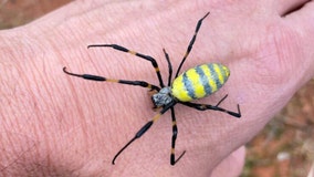 Joro spider could be spotted in Maryland again this summer