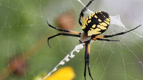 Could giant flying, venomous spiders creep into the DMV? Here's what we know about the Joro