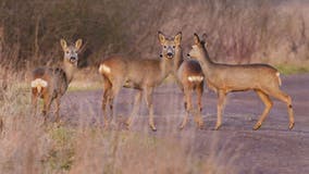 Arlington considers using professional sharpshooters to manage deer population