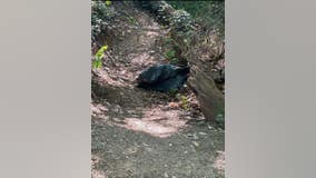 Dead black bear found in plastic bag near Arlington walking trail