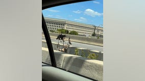 Bear hit, killed on I-395 near Pentagon over weekend