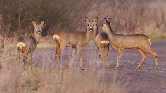 AAA urges drivers to stay vigilant during deer-mating season to lower risk of costly collisions