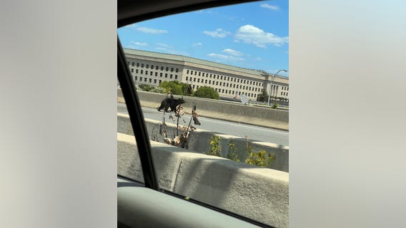 Bear hit, killed on I-395 near Pentagon over weekend