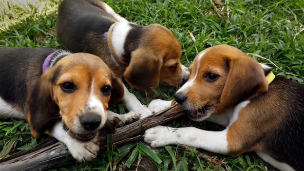 Virginia company that bred beagles for research to pay historic $35M fine