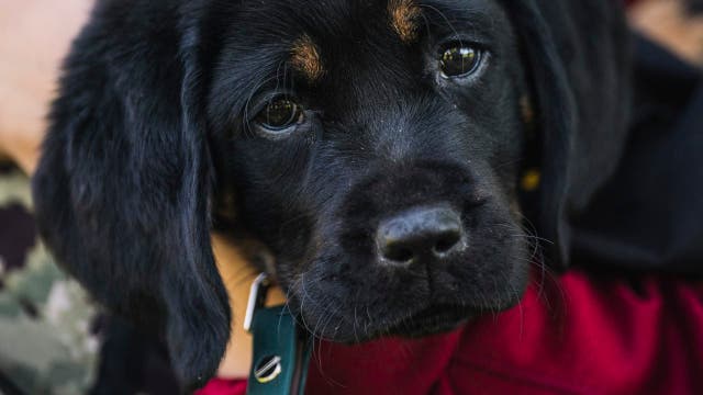 Commanders welcome new pup 'Barney' to team in partnership with Warrior Canine Connection