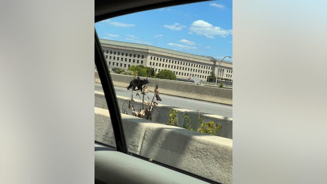 Bear hit, killed on I-395 near Pentagon over weekend