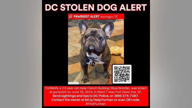 'Bring my dog back home:' French Bulldog stolen from owner at gunpoint