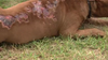 Maryland family's dog severely burned with lighter, neighborhood child suspected