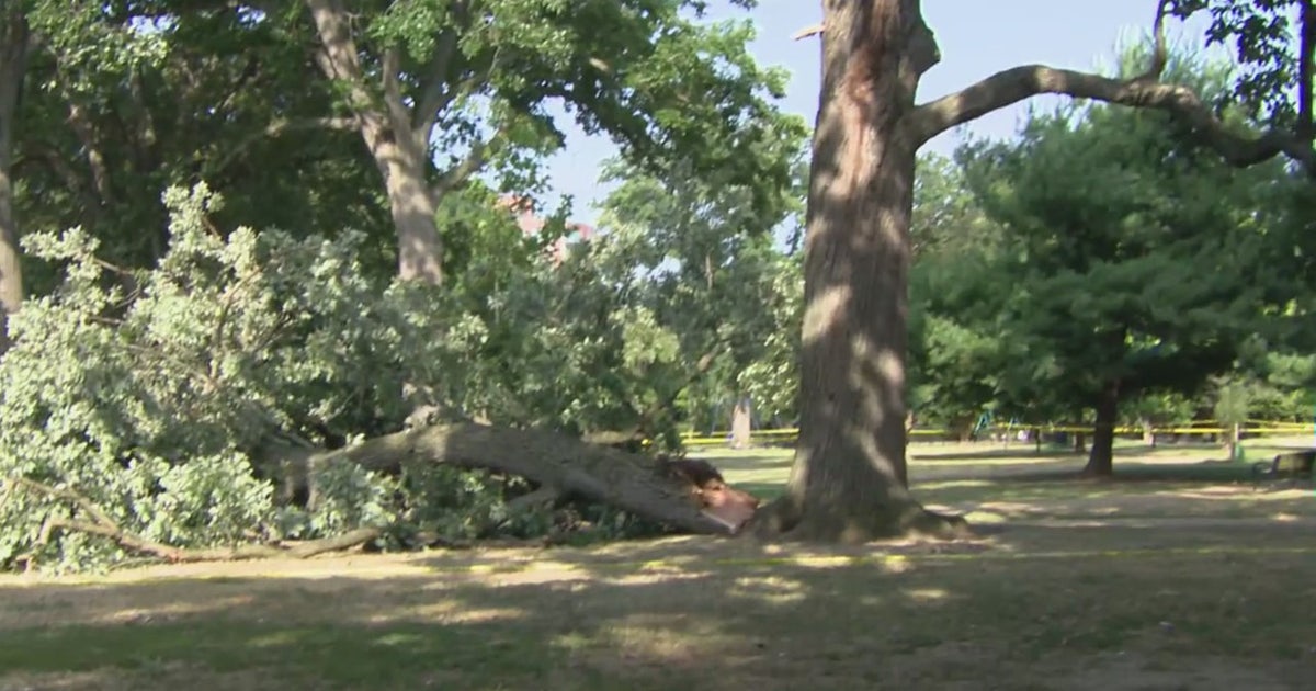 Woman killed by falling tree branch in DC park | FOX 5 DC