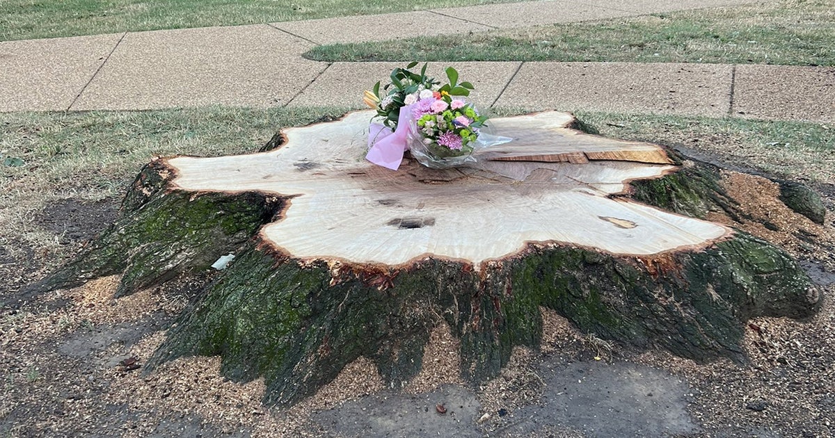 Police identify woman killed by falling tree branch in DC park | FOX 5 DC