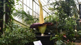 A rare flower is on display at the US Botanic Garden for visitors to see…and smell