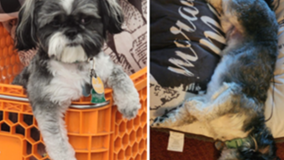 DC dog owner desperate for return of stolen Shih Tzu 'Theo'