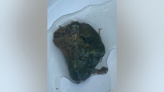 Algae mats detected in Potomac River, pet owners warned on dangers