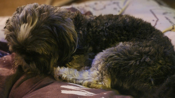 Stolen Shih Tzu 'Theo' reunited with owner, DC police seek suspect