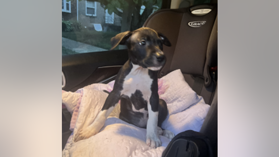 Dog stolen at gunpoint during arranged sale gone wrong in Southeast﻿ DC