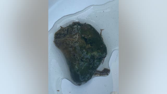 Algae mats detected in Potomac River, pet owners warned on dangers