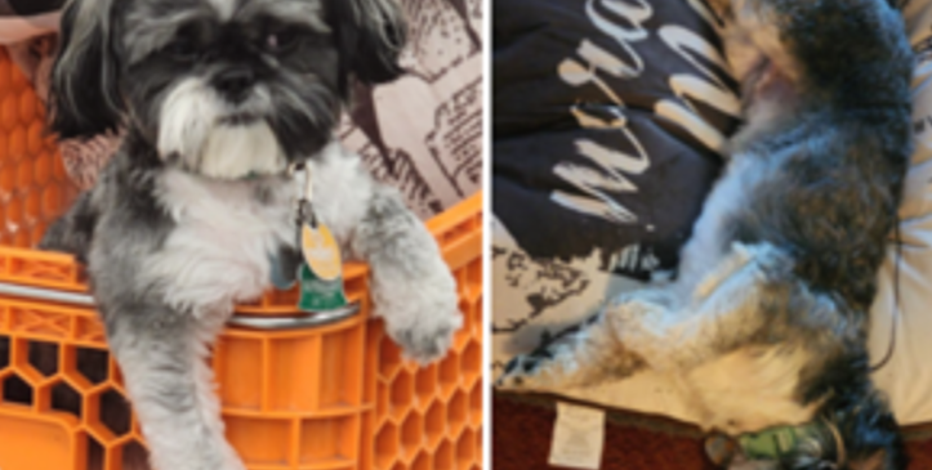 DC dog owner desperate for return of stolen Shih Tzu 'Theo'