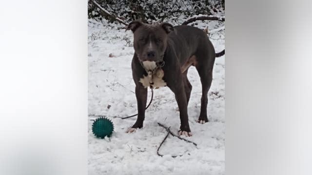 Dog shot and killed by MPD amidst investigation