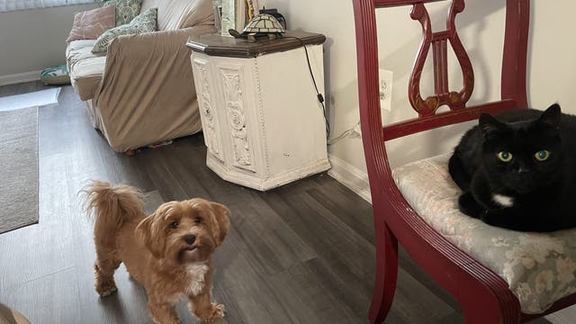 Dog stolen at gunpoint in Prince George's County