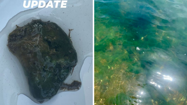 Pet warning in Maryland: Toxic algae found in Potomac River and Wye Mills Lake