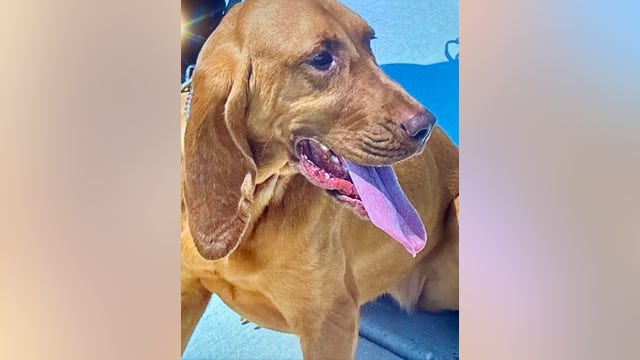 Prince George's County Police K-9 handler charged with abusing dogs assigned to him