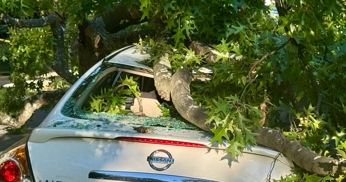 3 kids, 1 adult escape car crushed by fallen tree in Northwest DC | FOX ...