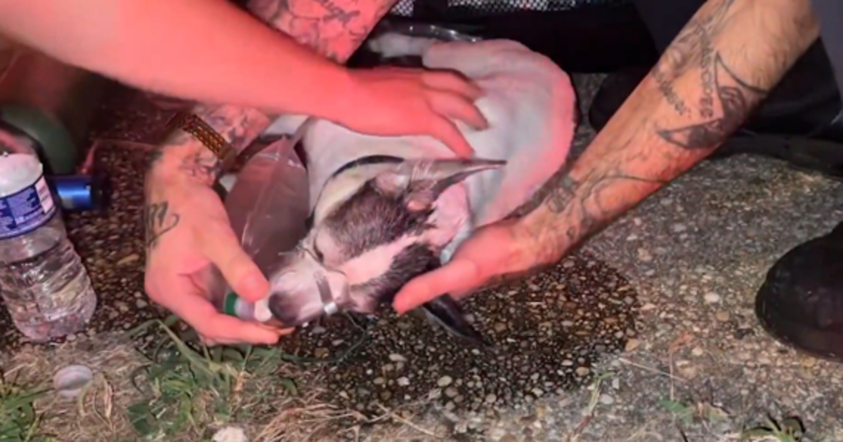 VIDEO: Dog rescued from house fire in DC | FOX 5 DC