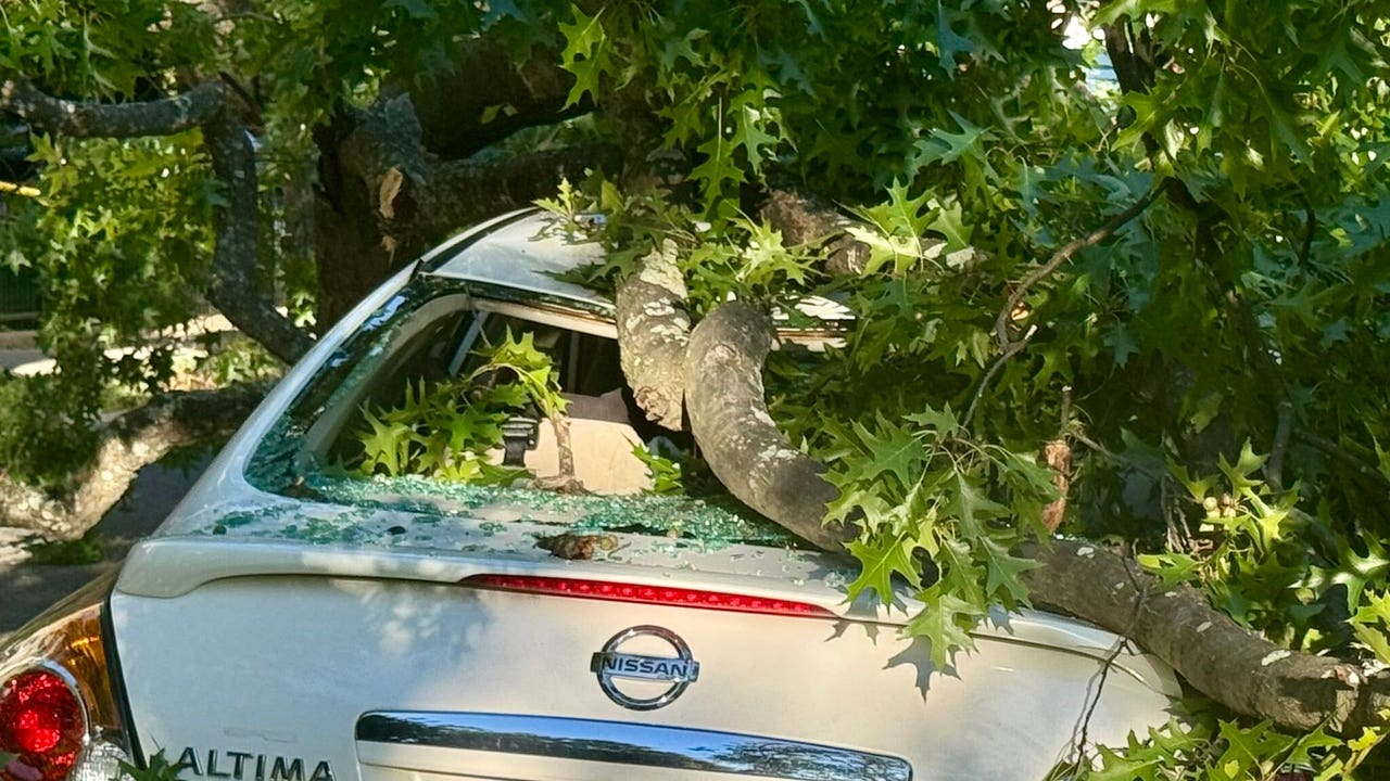 Family of four narrowly evades disaster as car is crushed by fallen tree in Northwest DC