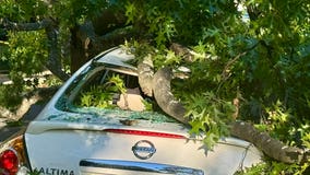 3 kids, 1 adult escape car crushed by fallen tree in Northwest DC