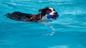 Doggie Day Swim returns to 4 DC pools this weekend