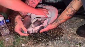 VIDEO: Dog rescued from house fire in DC