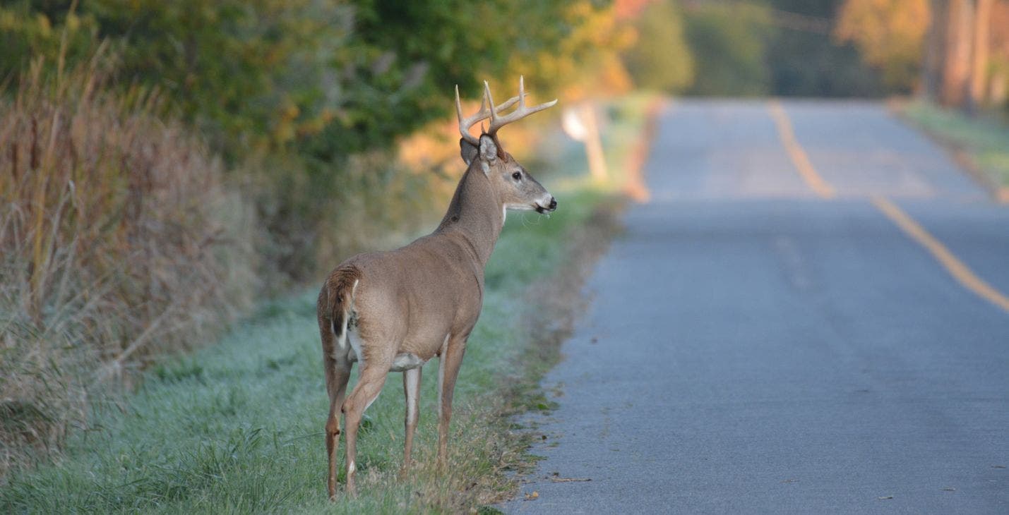 Loudoun County set to cull deer population at Claude Moore Park next week