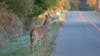 As deer mating season begins, VDOT warns of increased danger on Virginia roads