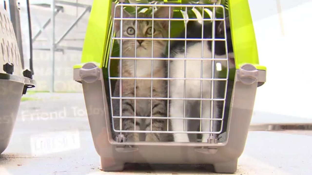 Animals displaced by Hurricane Helene arrive at Northern Virginia shelters