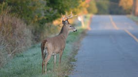 As deer mating season begins, VDOT warns of increased danger on Virginia roads