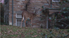 Arlington leaders approve plan to use sharpshooters to reduce deer population