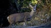 Professional sharpshooters could be the answer to deer overpopulation in Arlington County