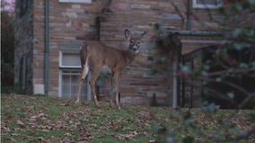 Arlington leaders approve plan to use sharpshooters to reduce deer population