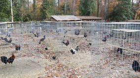 80 chickens seized after investigators bust cockfighting ring in Stafford County