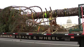 US Capitol Christmas Tree arrives in DC marking beginning of 2024 holiday season