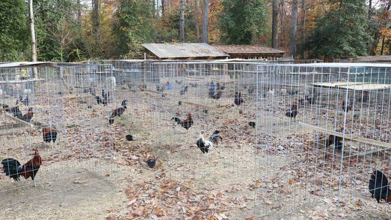 80 chickens seized after investigators bust cockfighting ring in Stafford County