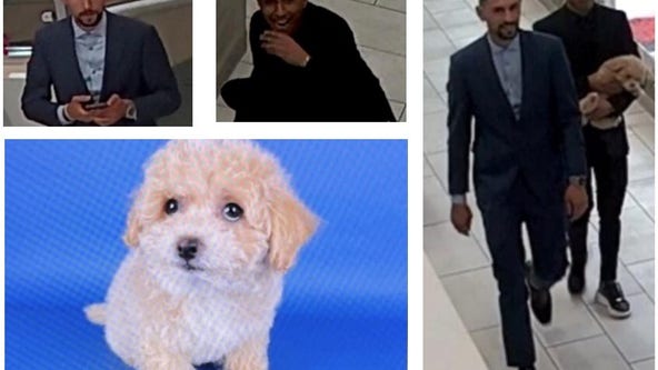 Thieves steal Maltipoo from Chantilly pet store; surveillance photos released