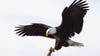 Biden signs new law, designates bald eagle as 'national bird'