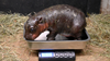 Endangered pygmy hippo born at Virginia zoo